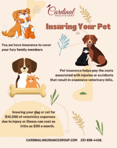 Figo Pet Insurance Infographic